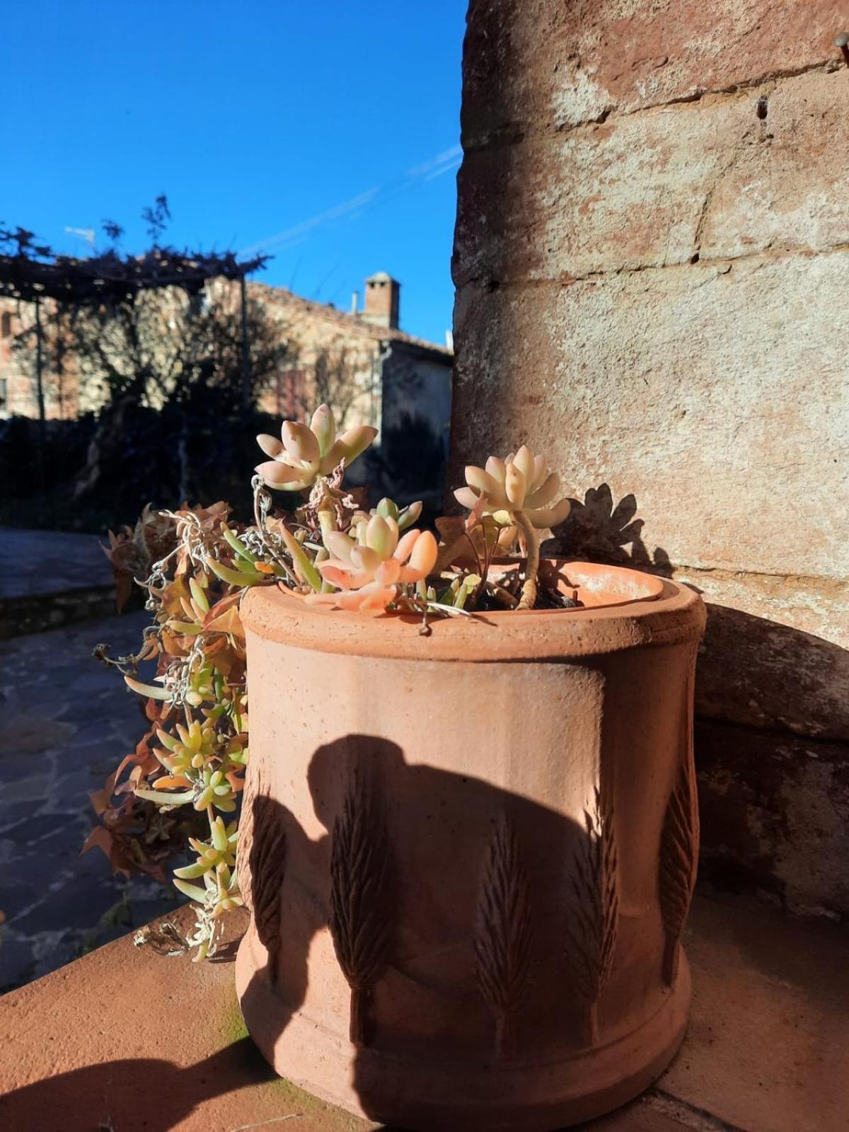 Villa Al Piccolo Ulivo, a casa di Mimo&Sè Castiglione dʼOrcia Esterno foto