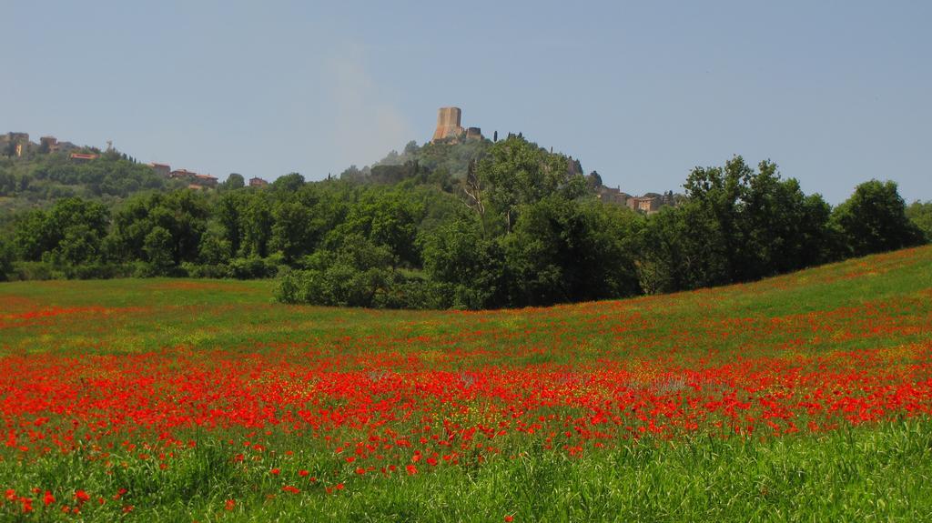Villa Al Piccolo Ulivo, a casa di Mimo&Sè Castiglione dʼOrcia Esterno foto