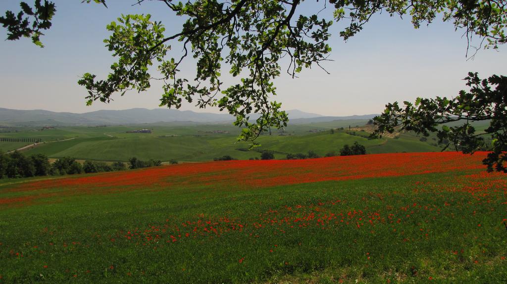 Villa Al Piccolo Ulivo, a casa di Mimo&Sè Castiglione dʼOrcia Esterno foto